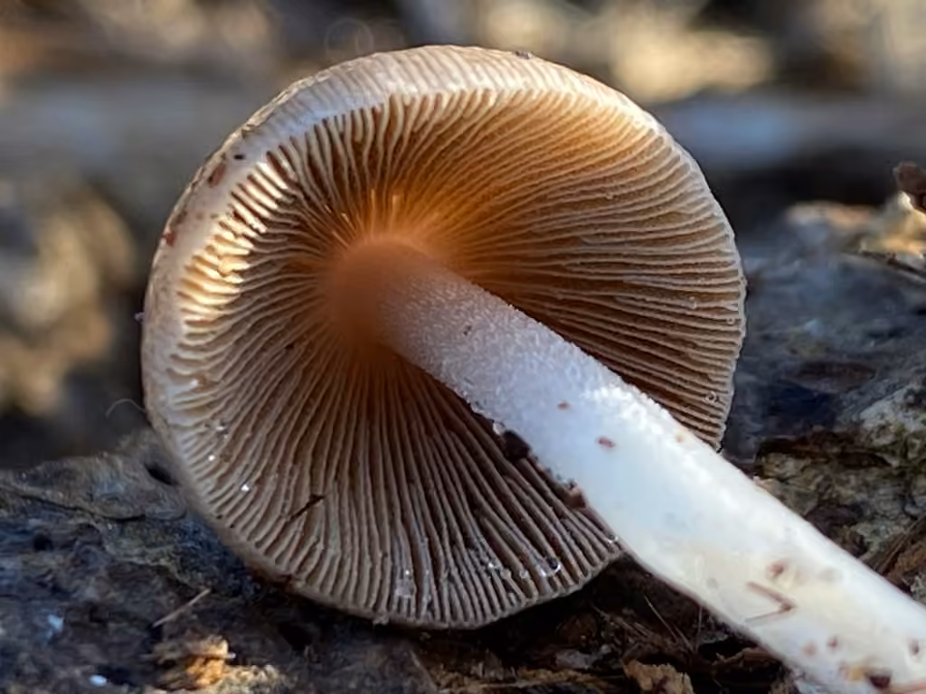 Bolbitie coprophile, photo 2 sur 5