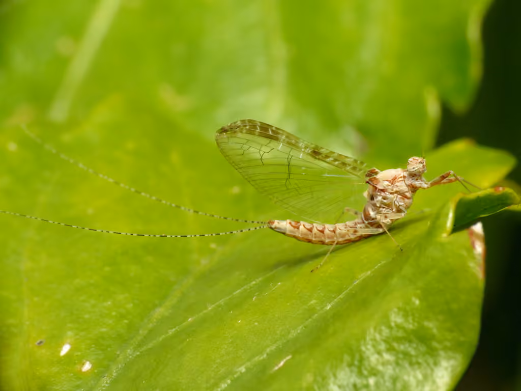 Mouche de mai, photo 2 sur 5