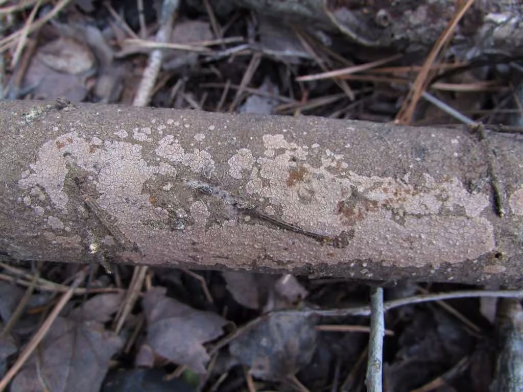 Péniophore gris cendré