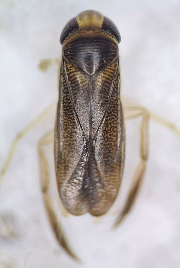 Trichocorixa verticalis, Mâle