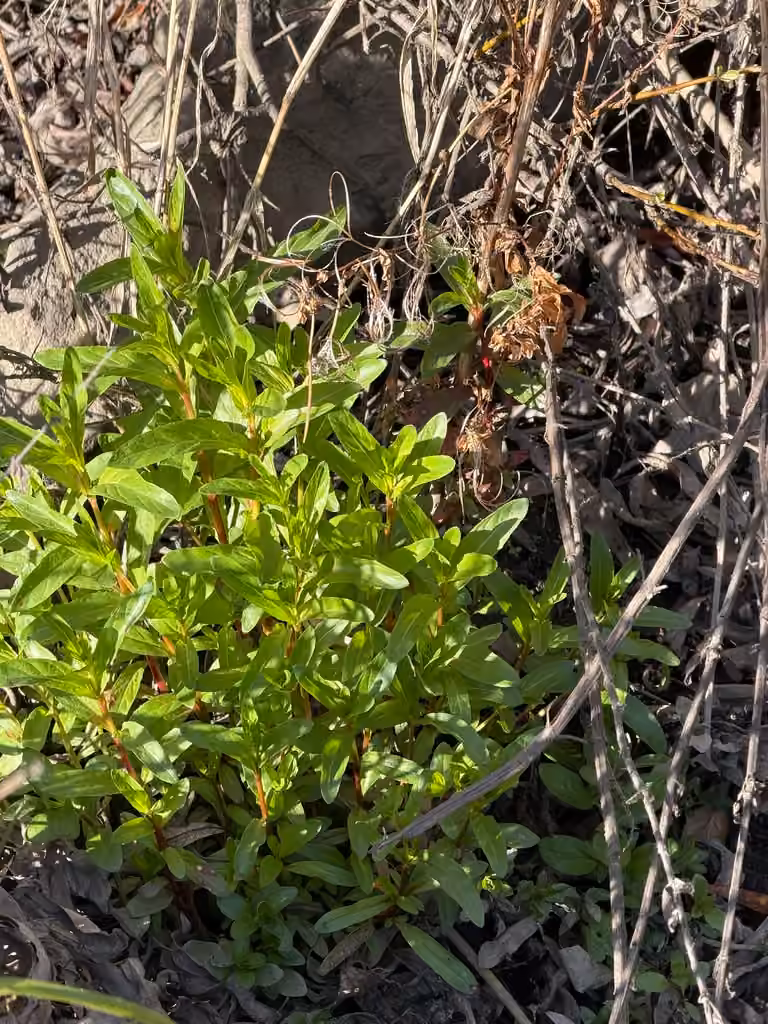 Épilobe cilié, Sans fleurs ni fruits