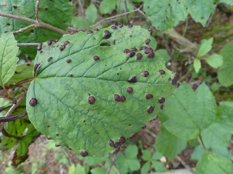 Puccinia linkii, photo 3 sur 5