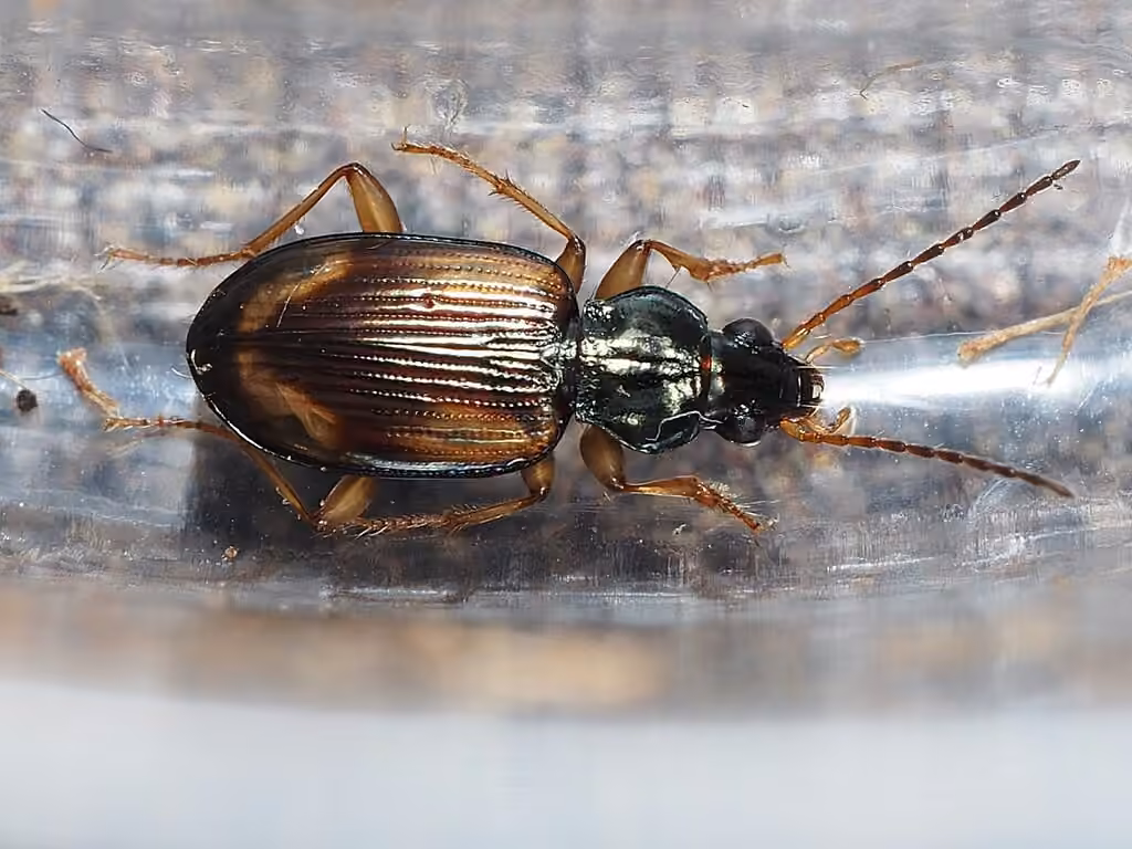 Bembidion à quatres taches, Mâle