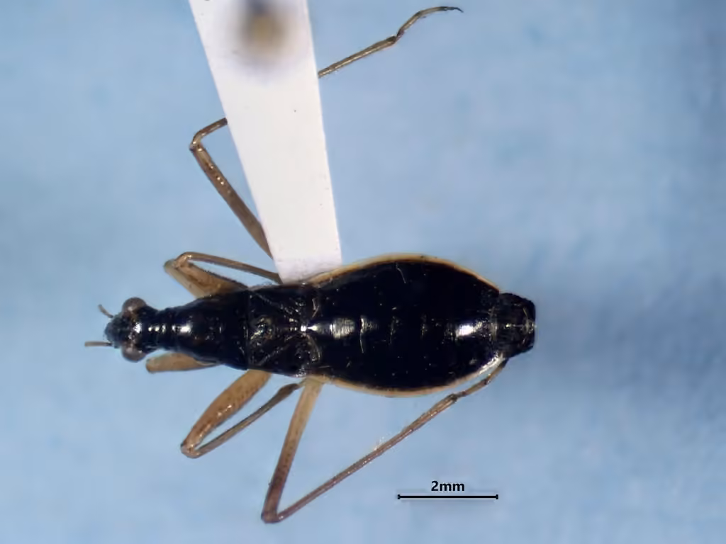 Punaise demoiselle noire, Mâle