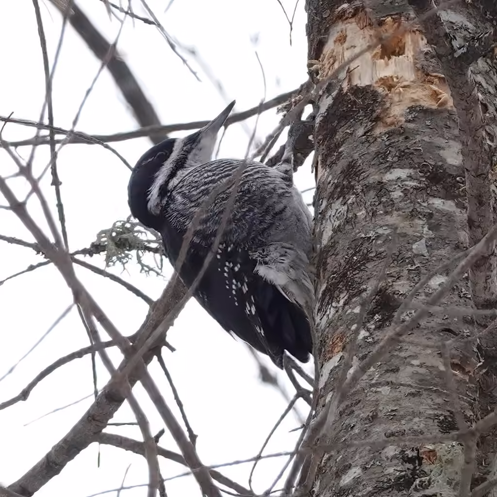 Black-backed Woodpecker, Female