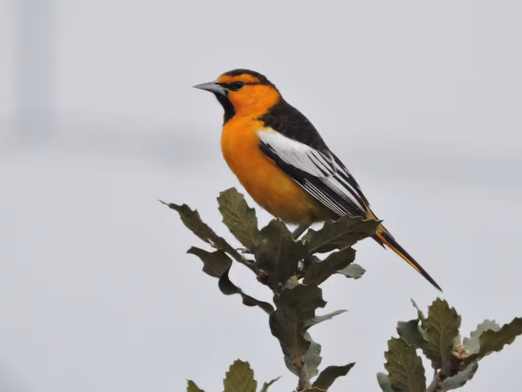Oriole de Bullock