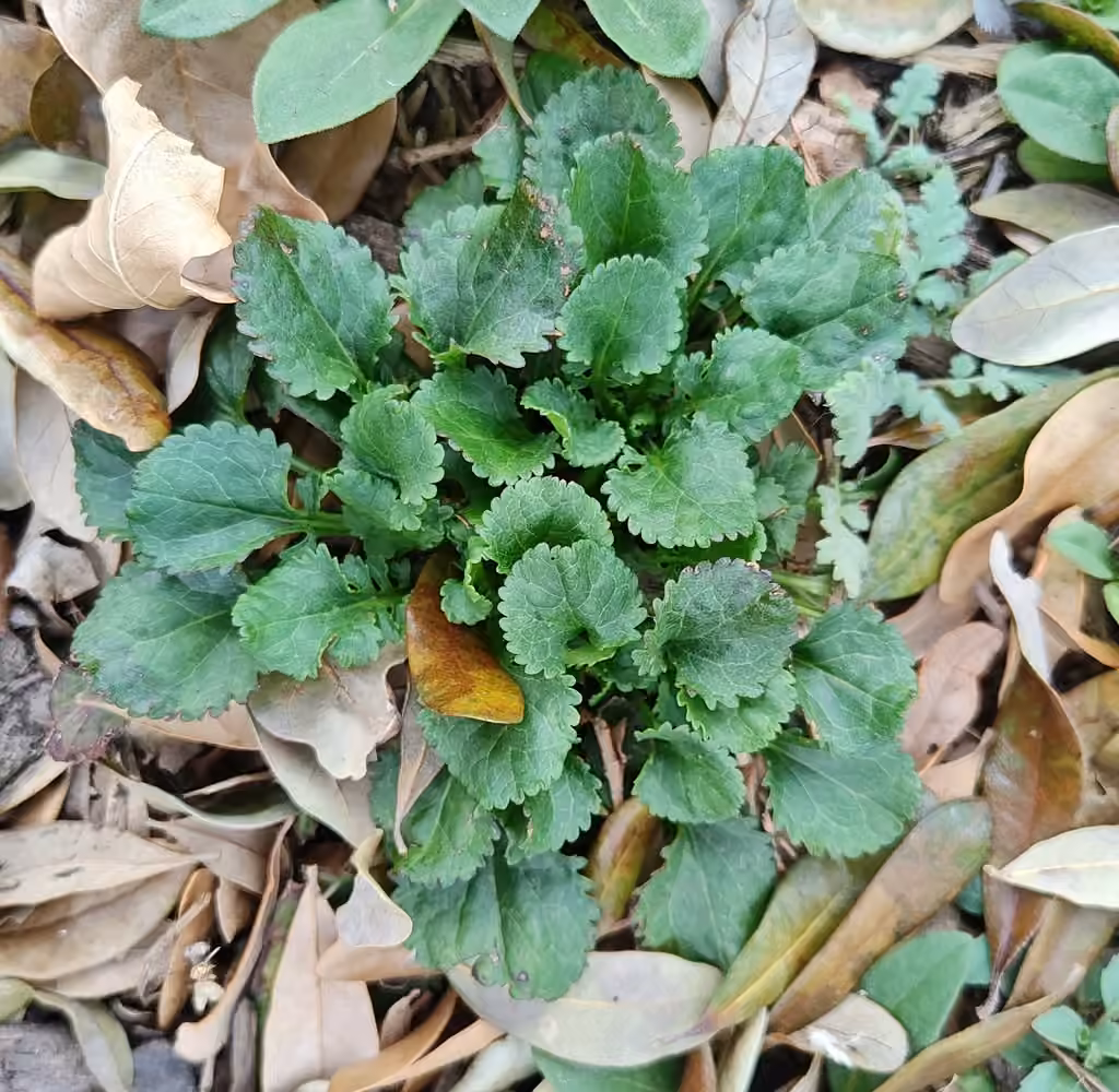 Roundleaf ragwort, No flowers or fruits