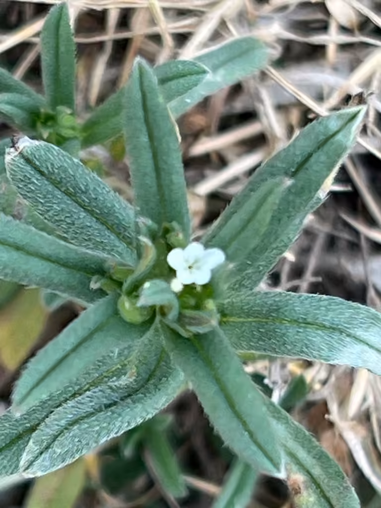 Grémil des champs, En fleurs