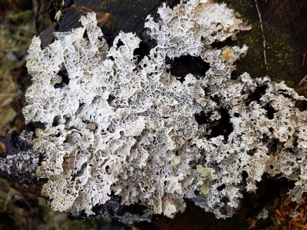 Crinkled rag lichen, photo 1 of 5