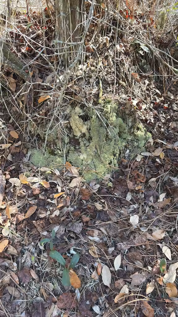 Pale Bog-moss, photo 3 of 5