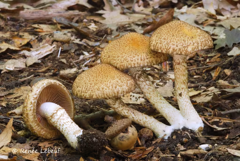 Lacrymaria echiniceps, photo 1 sur 5