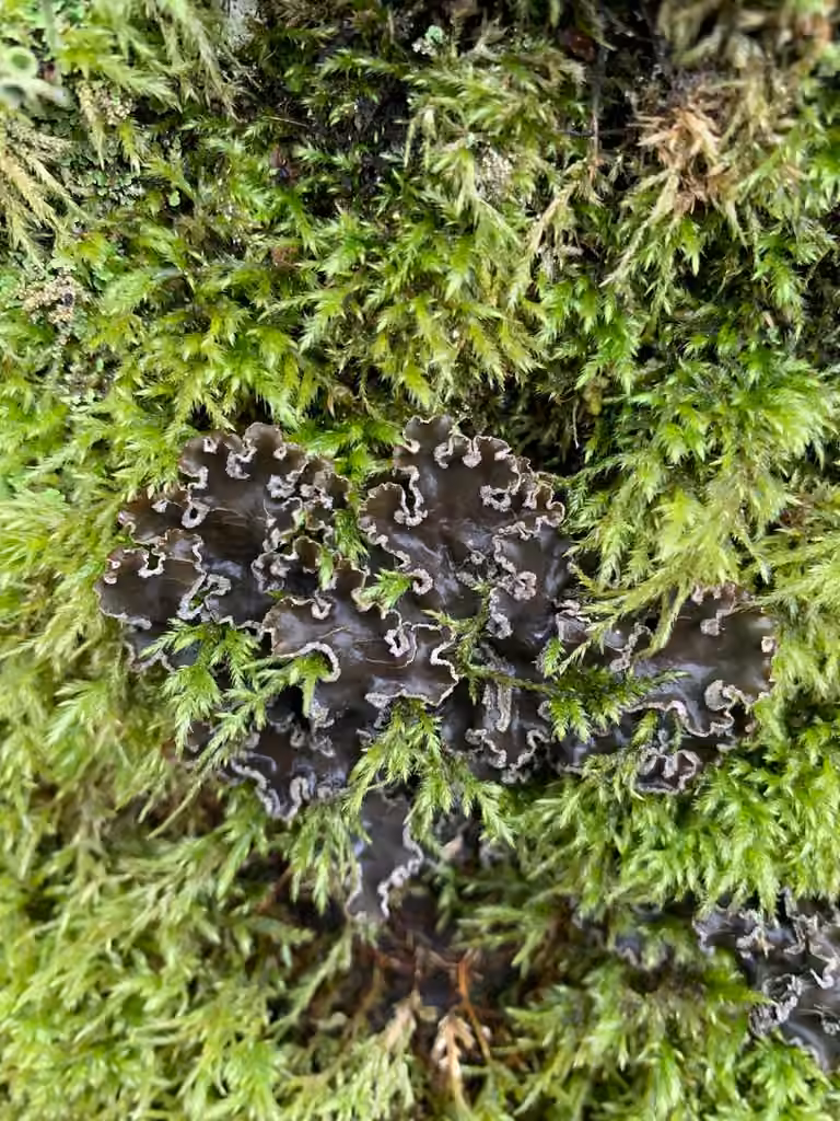 Peltigère des pentes, photo 2 sur 5
