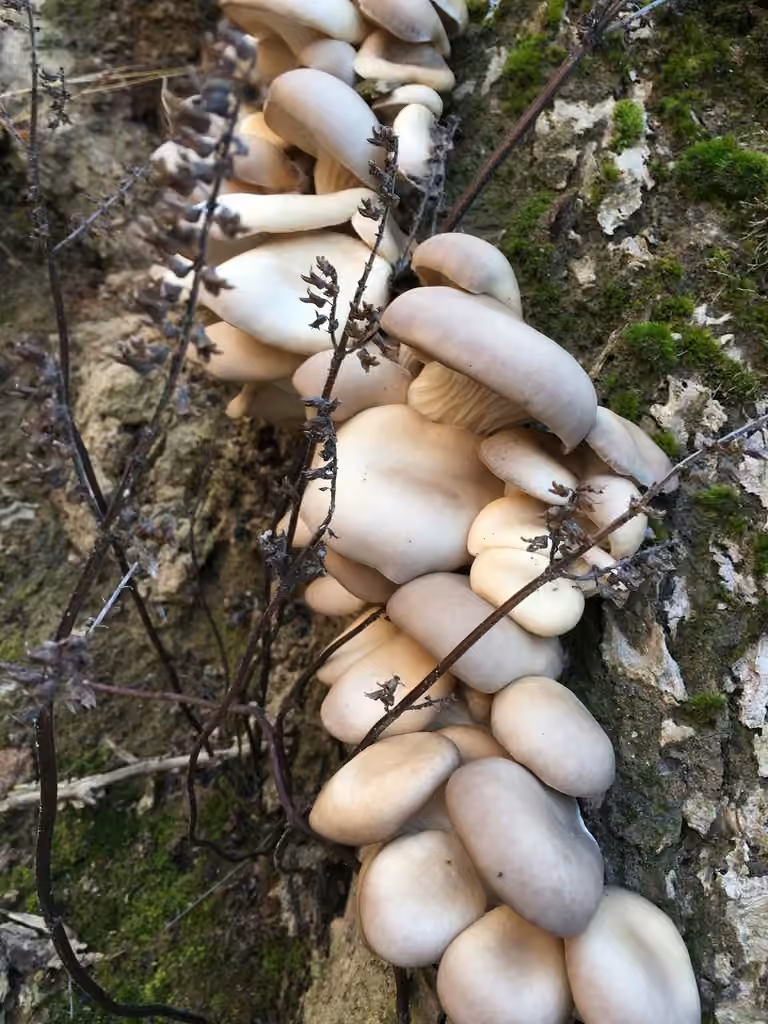 Pleurote en huître, photo 2 sur 5