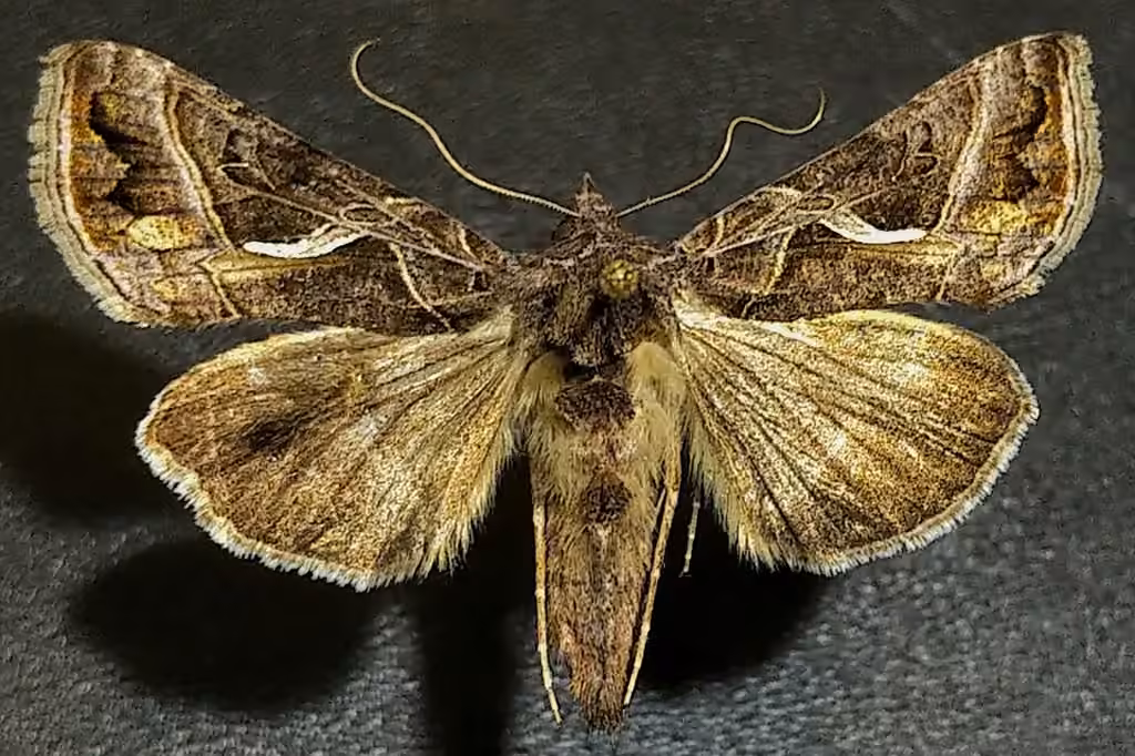 Silver Whip Moth, Adulte