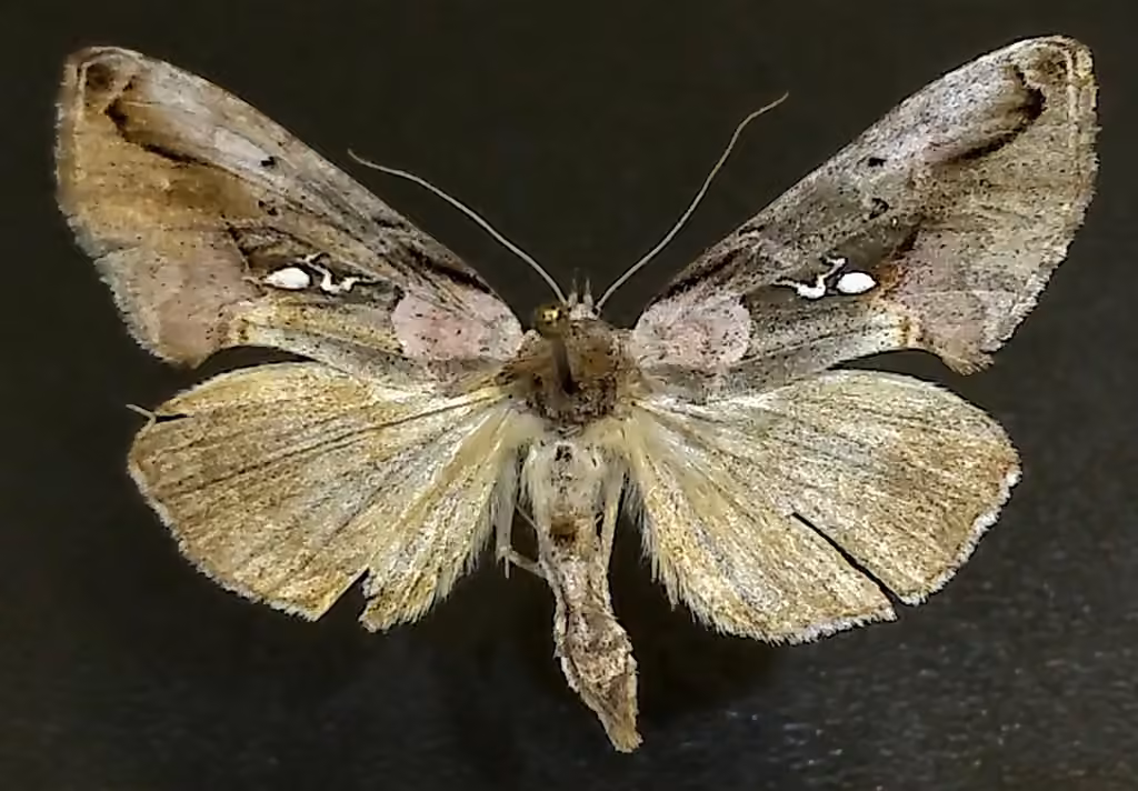 Pink-patched Looper Moth, Adulte