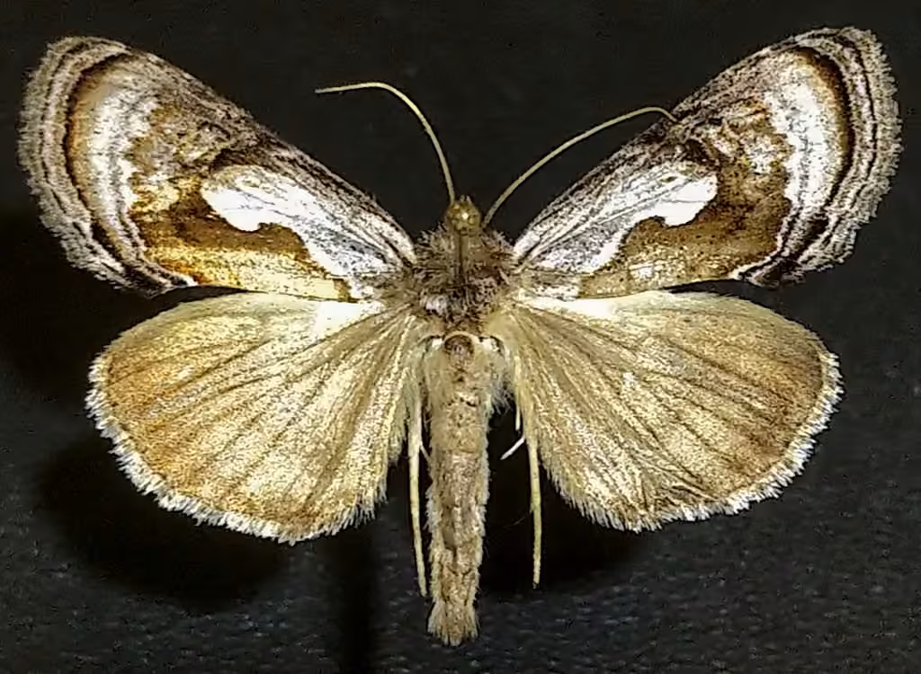 Formosa Looper Moth, photo 3 of 5