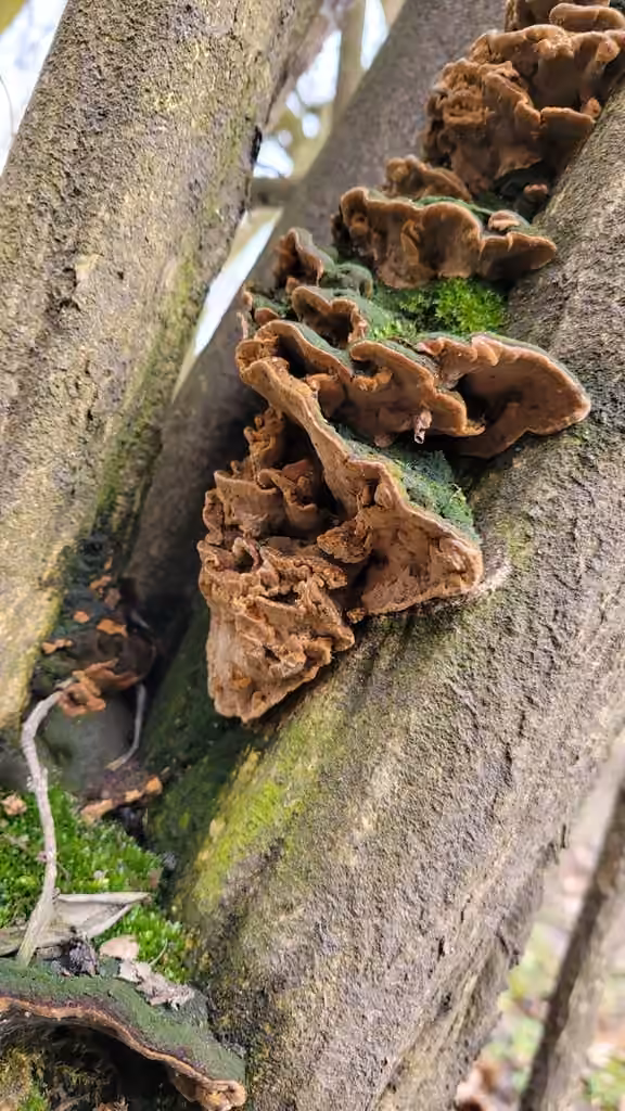 Polypore du groseillier, photo 2 sur 5