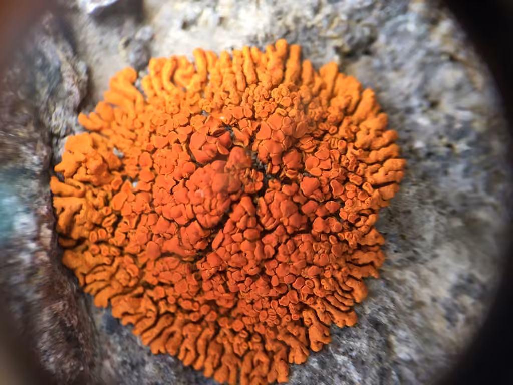 Elegant Sunburst Lichen, photo 3 of 5