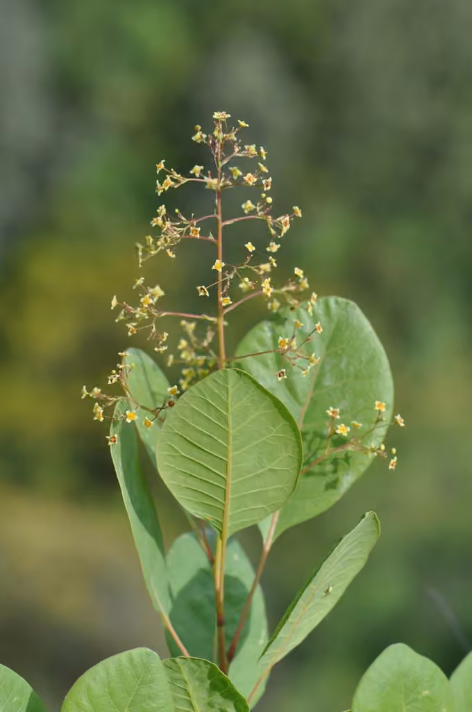 Fustet commun, En fleurs