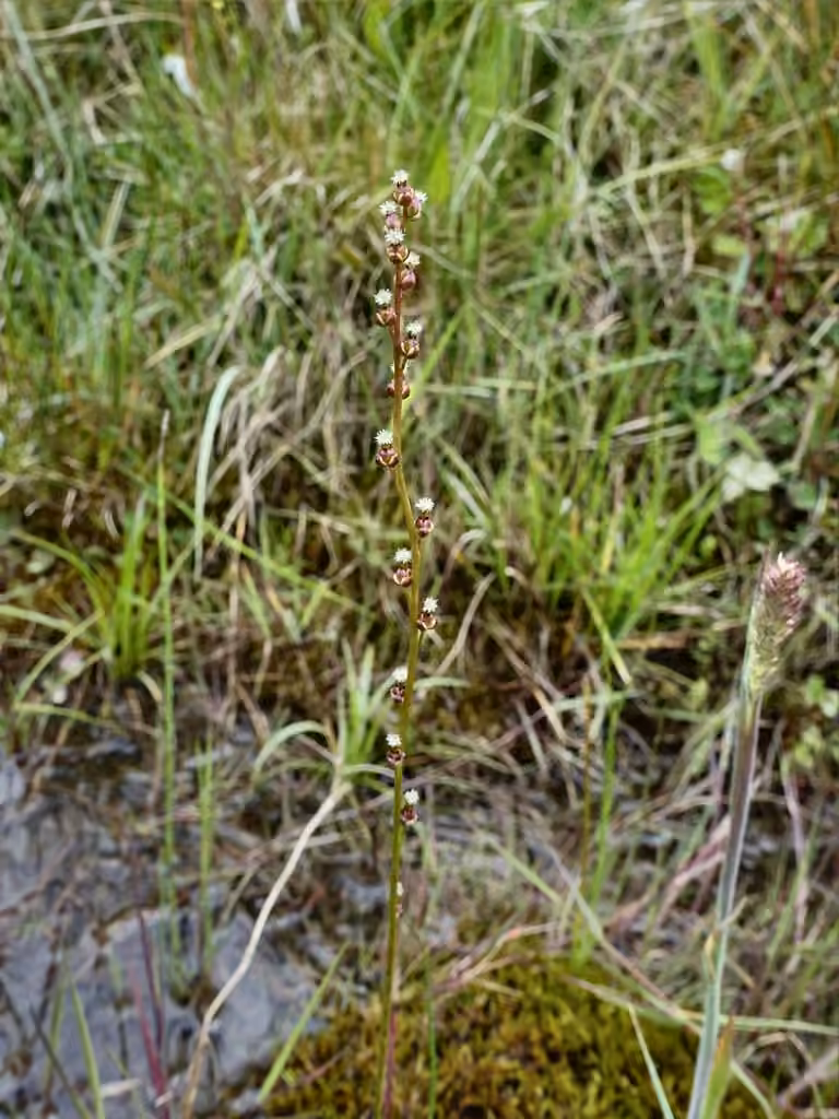 Troscart des marais, En fleurs