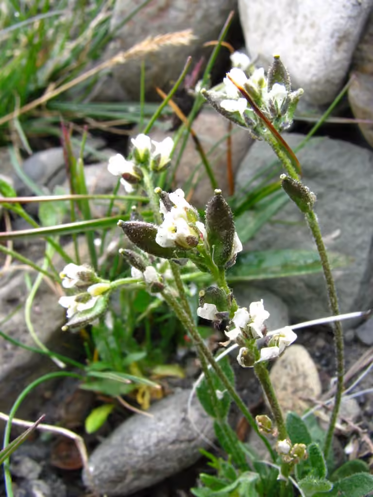 Norwegian draba, photo 1 of 5