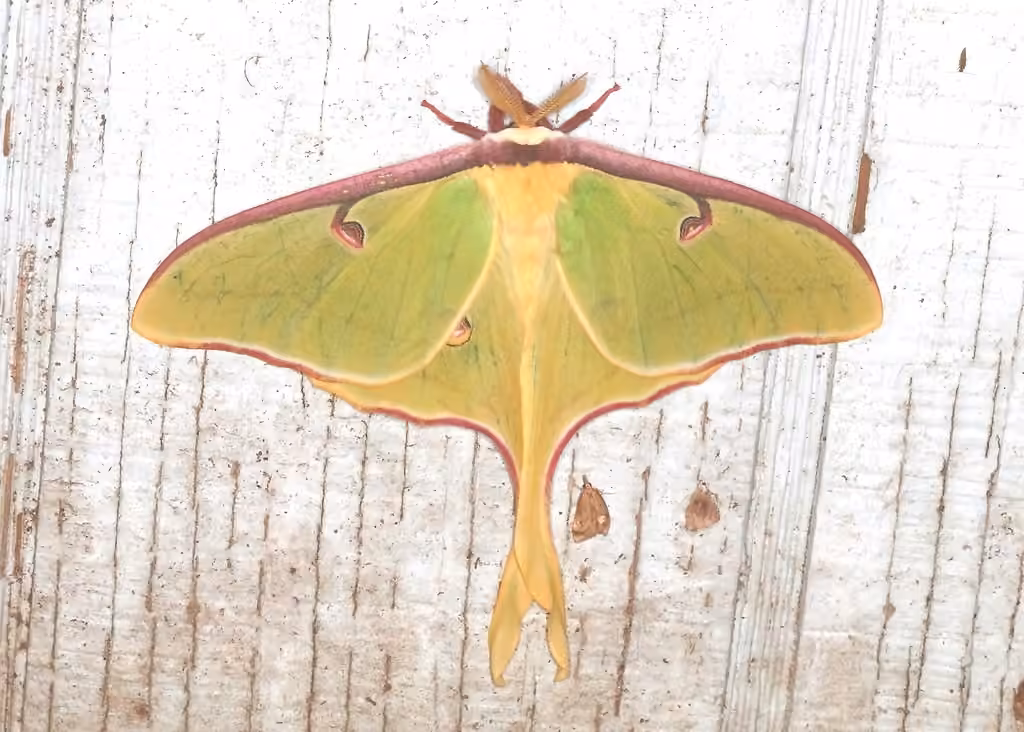 North American Luna Moth, Male