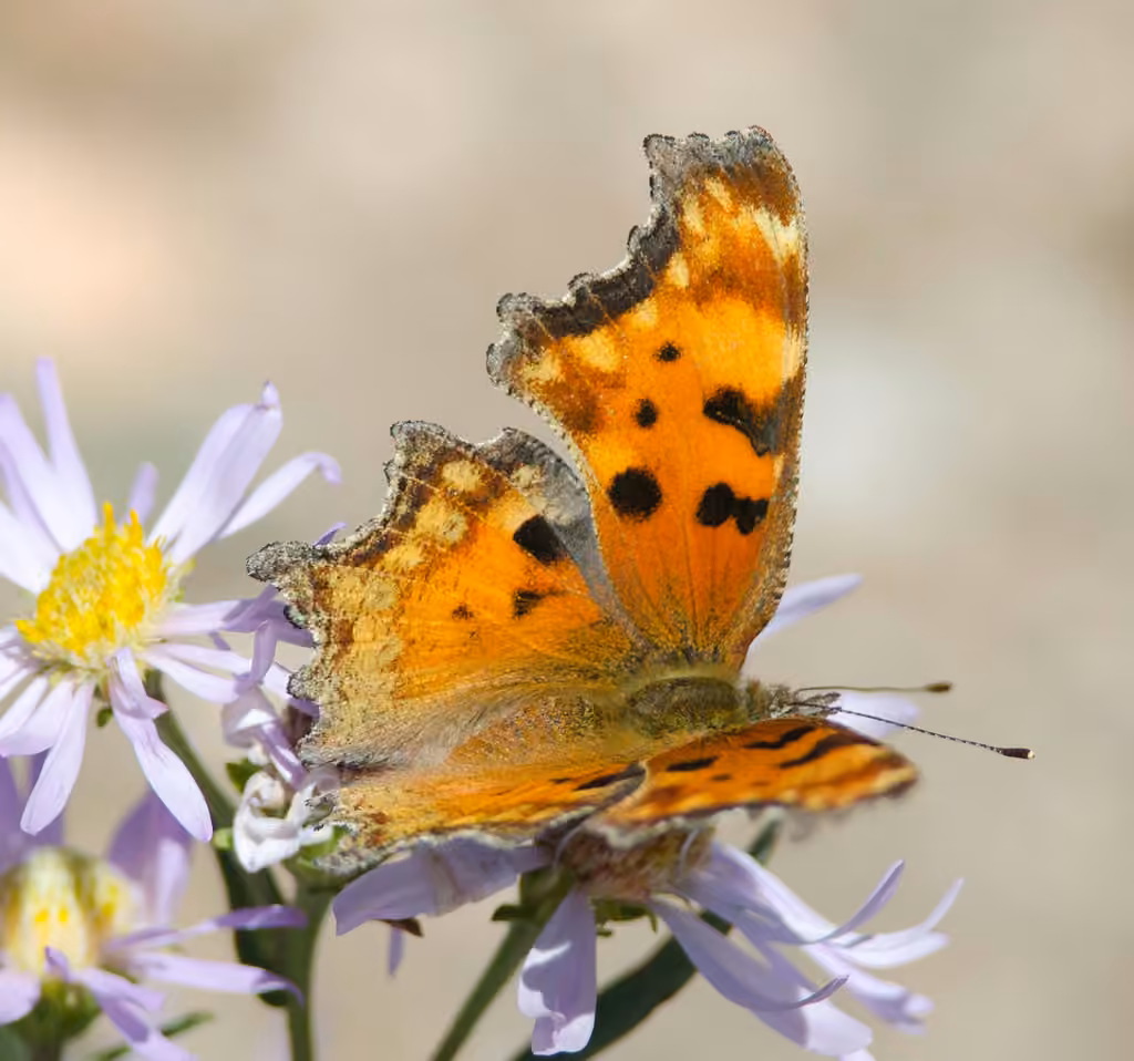 Hoary Comma, photo 1 of 5