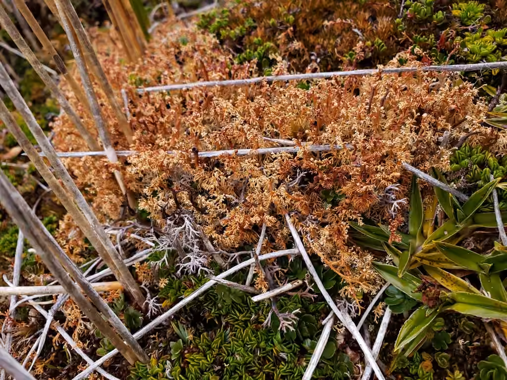 Globe Ball Lichen, photo 2 of 5