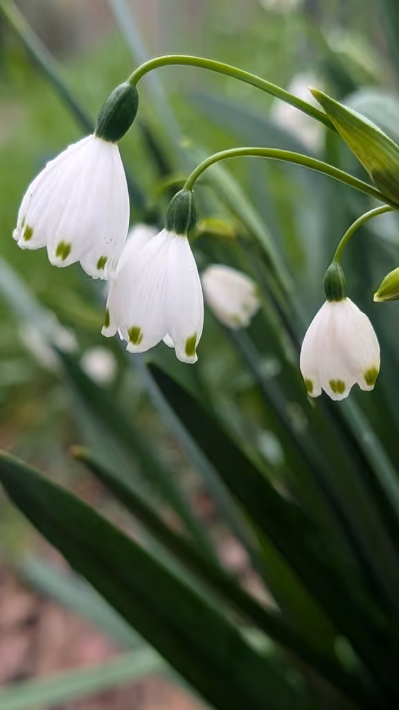 Nivéole d'été, En fleurs