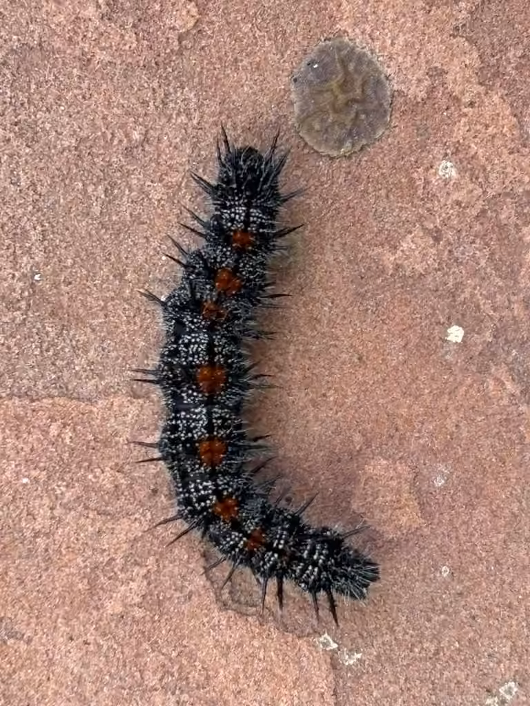 Morio, Chenille