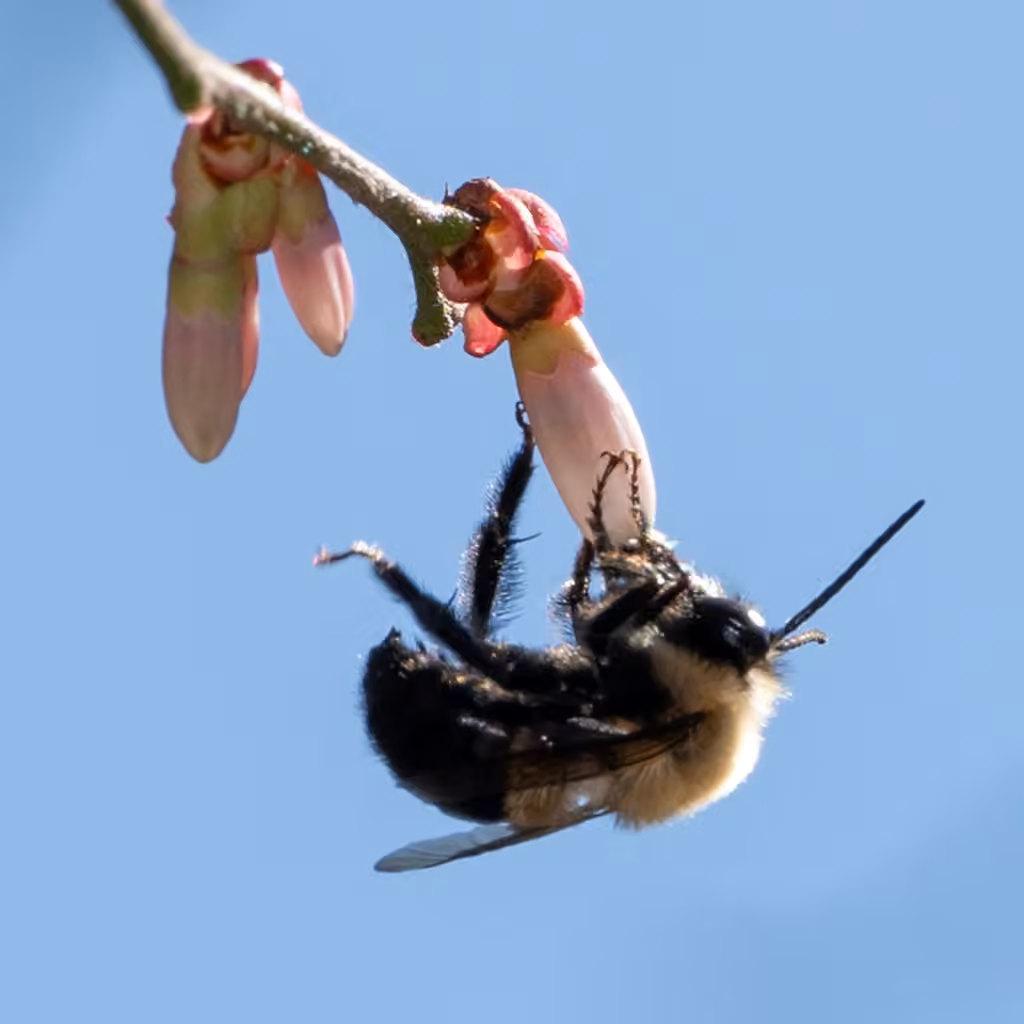 Blueberry Digger Bee, Mâle
