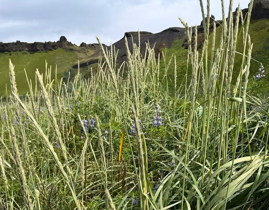 Sand ryegrass, Flower buds