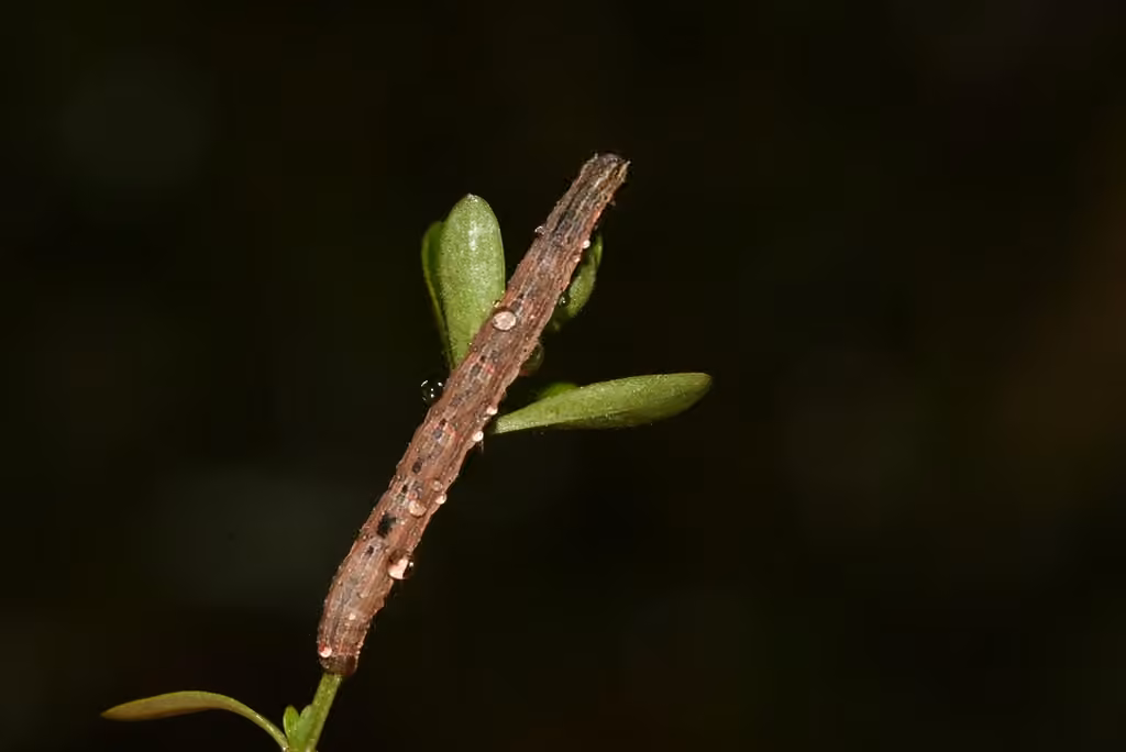 Bent-lined Carpet, Caterpillar