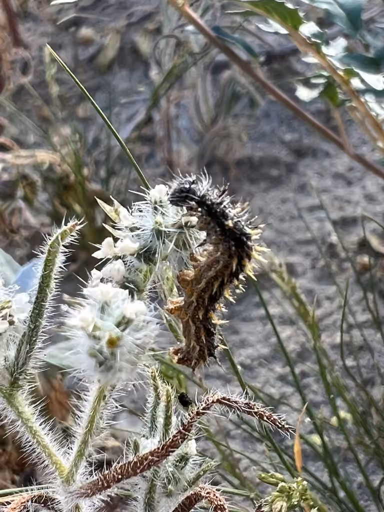 Belle dame, Chenille