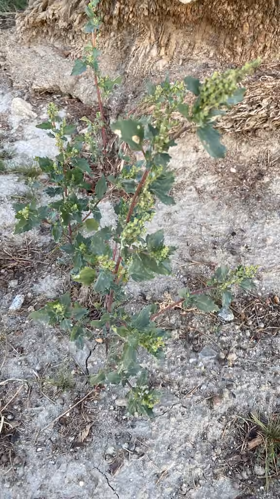 Chénopode des murs, En fruits