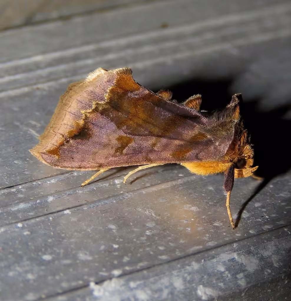 Unspotted Looper Moth, Adulte