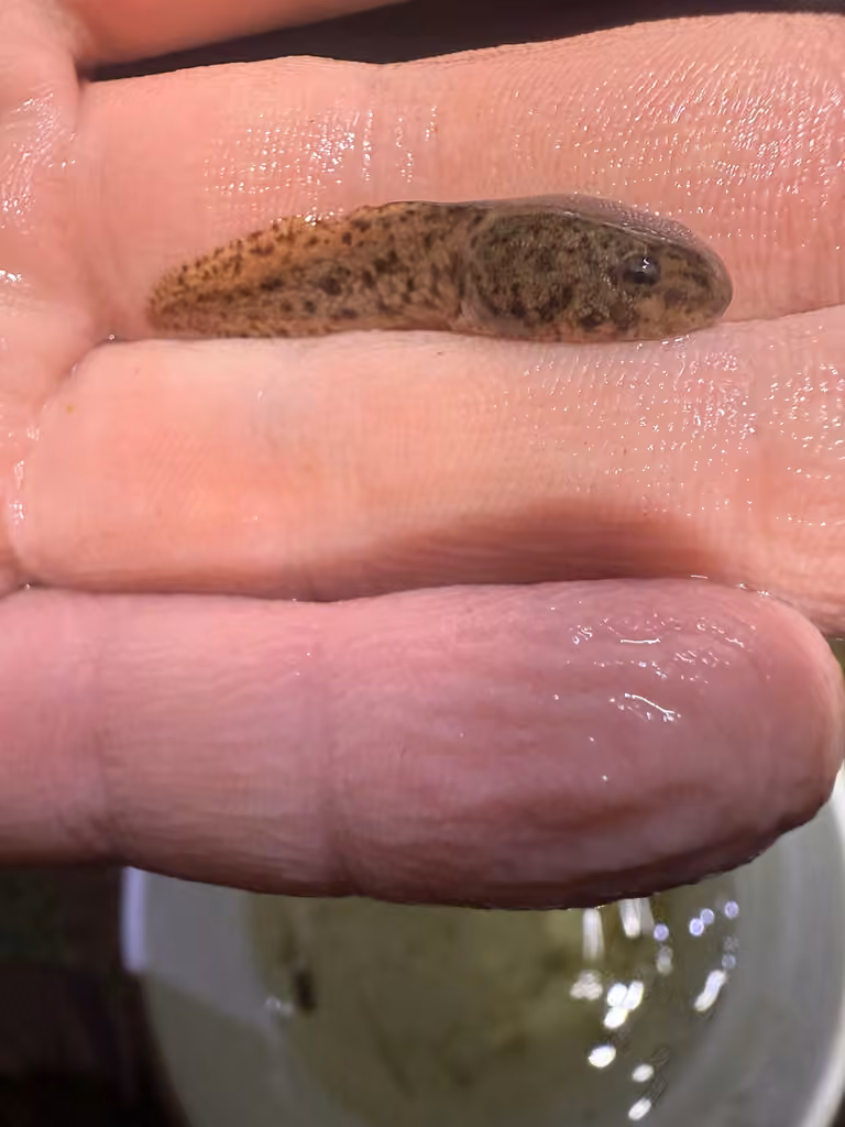 Grenouille verte, Têtard