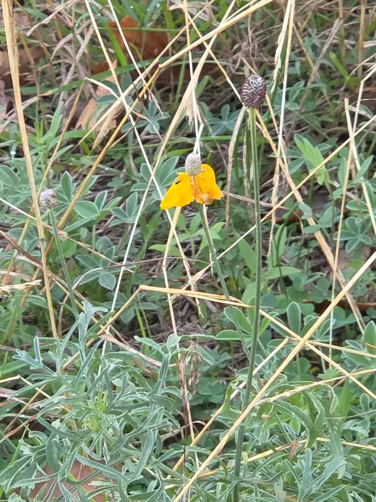 Prairie coneflower, In flower