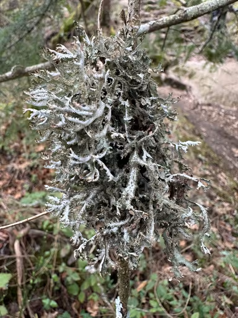Herre's Ragged Lichen, photo 2 of 5