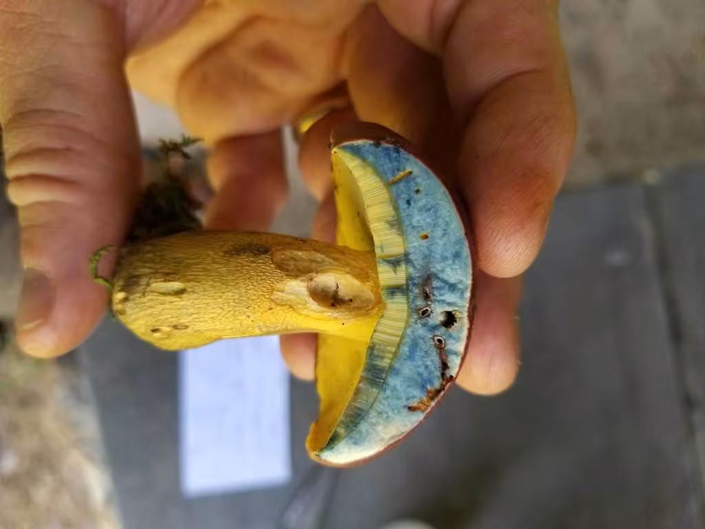 Butyriboletus roseopurpureus, photo 2 of 5