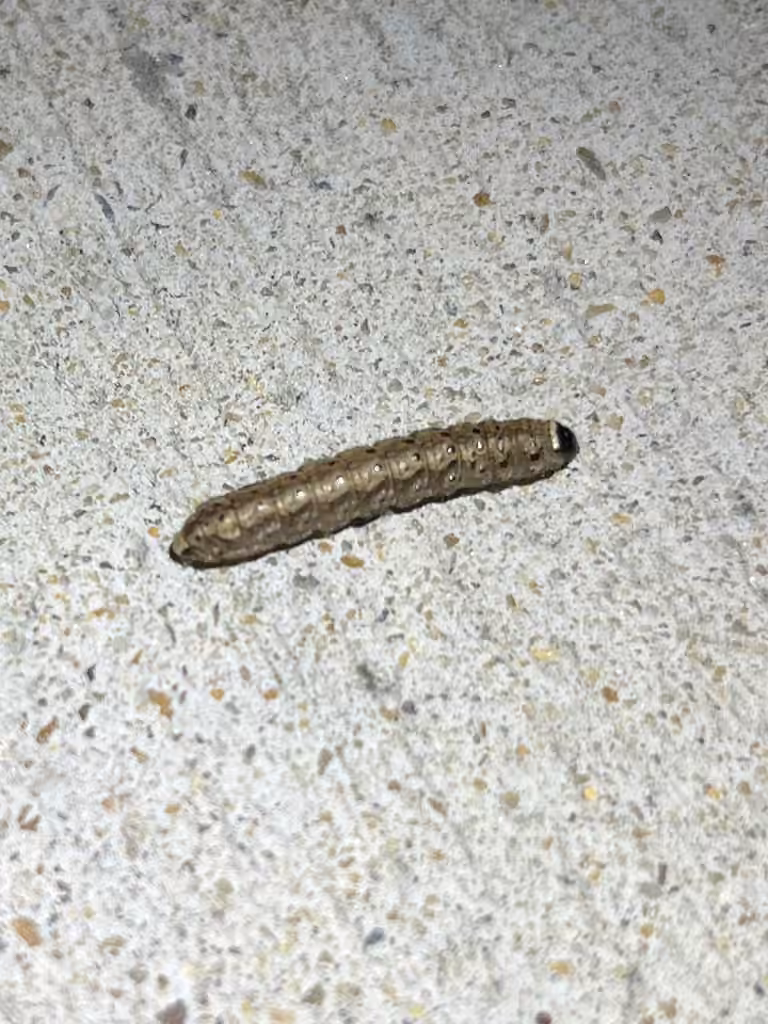 Ruddy Quaker Moth, Larva