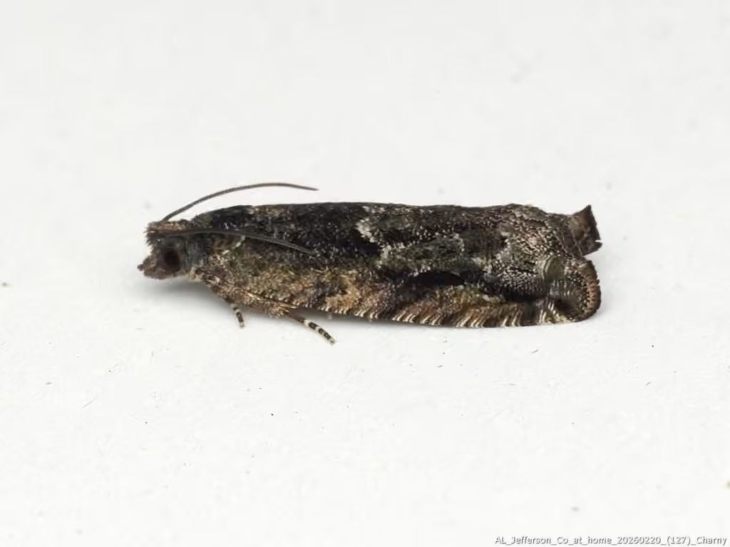 Pseudexentera haracana, photo 3 sur 5