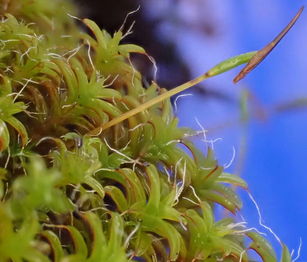Great Hairy Screw-moss, photo 3 of 5