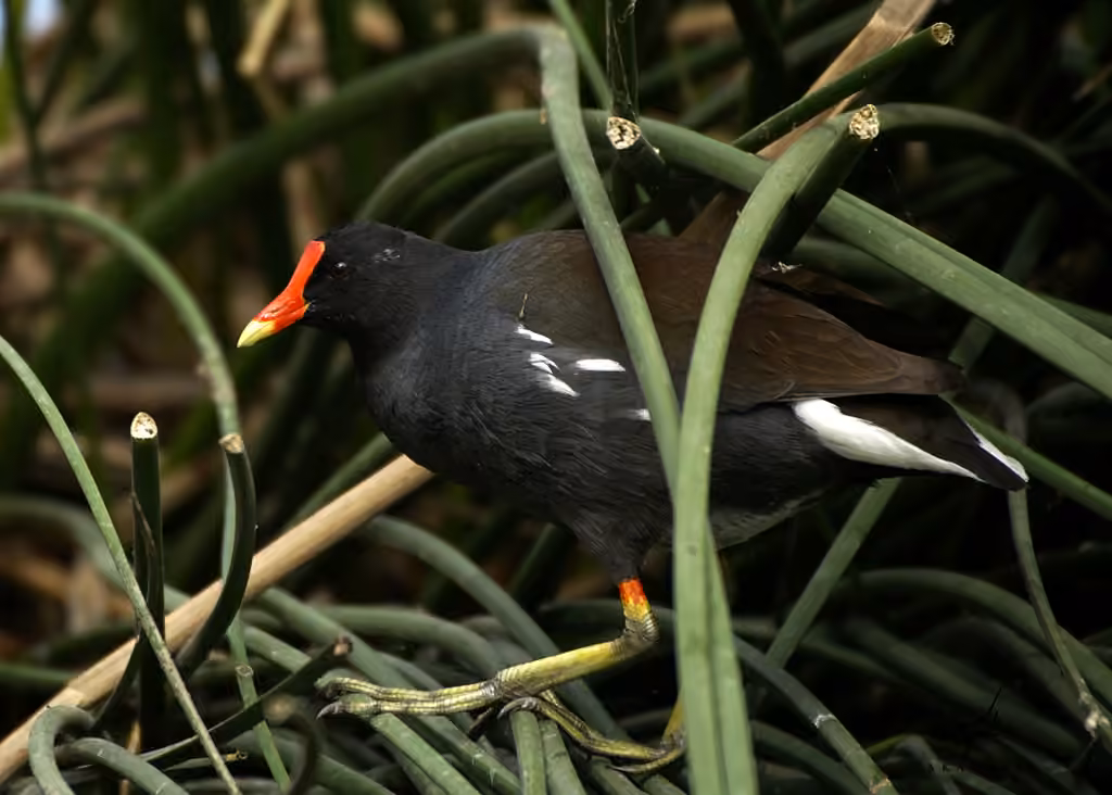 Common Gallinule, photo 3 of 5