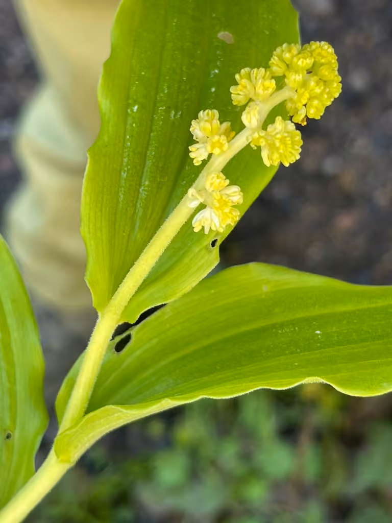 Smilacine à grappes, En boutons