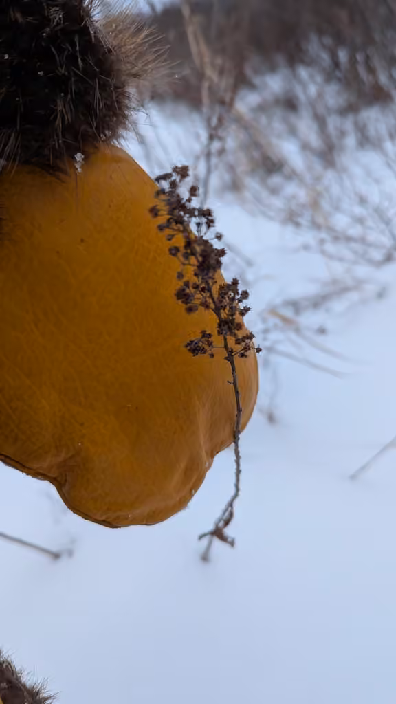 Spirée blanche, Sans feuilles