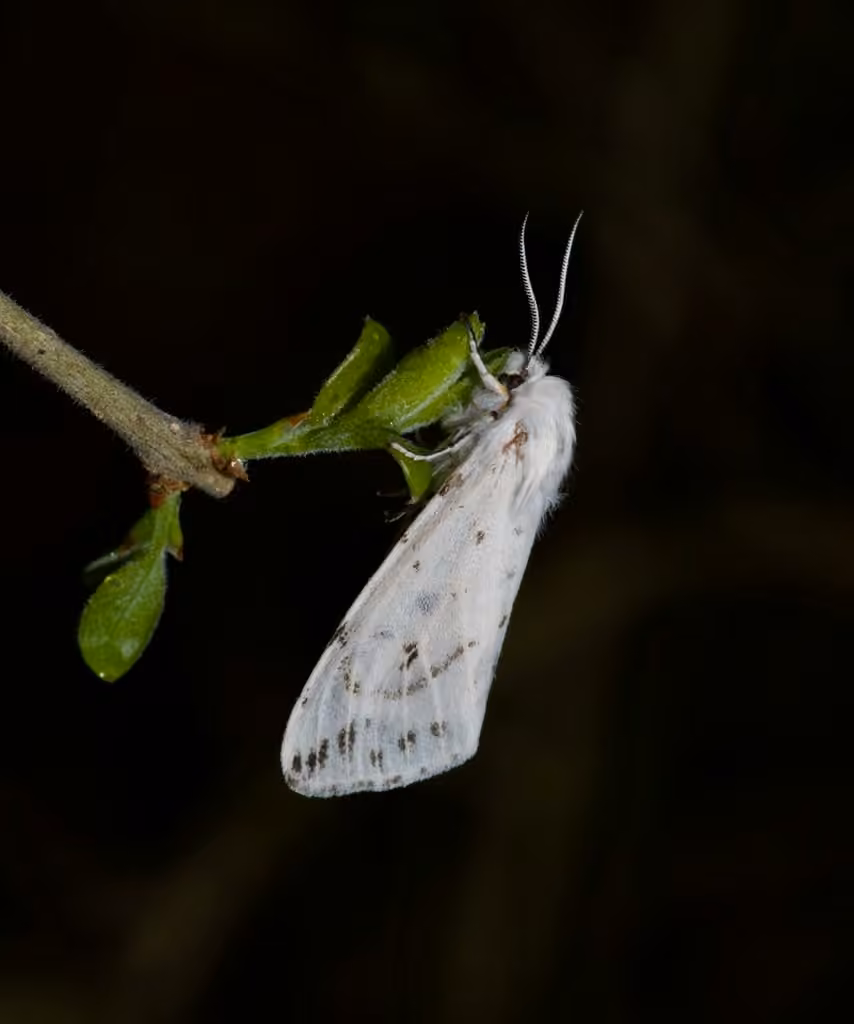 Dubious Tiger Moth, Femelle
