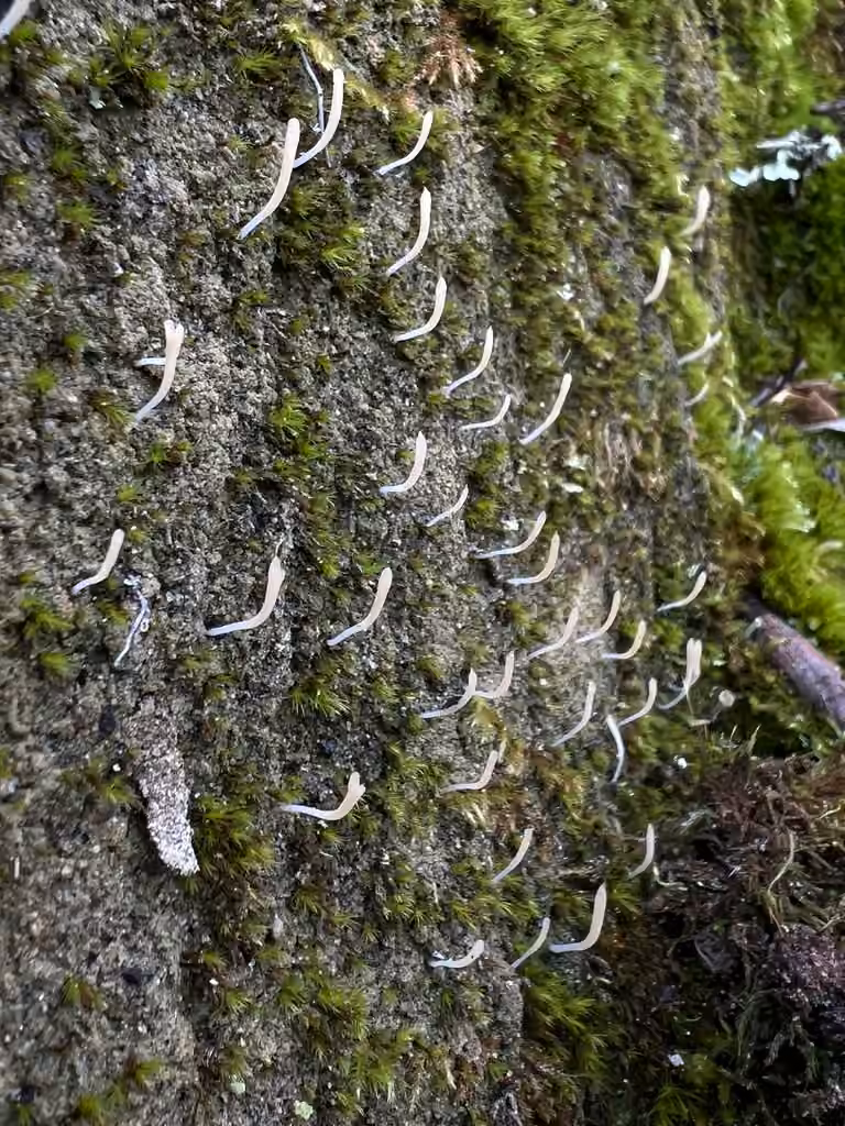 Moss Club, photo 3 of 5