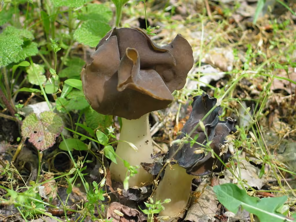 Helvelle en mitre, photo 2 sur 2
