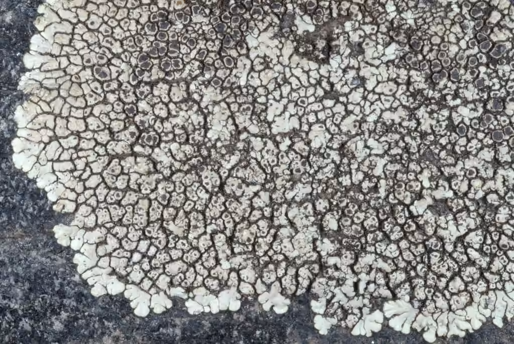 Golden Moonglow Lichen, photo 3 of 5